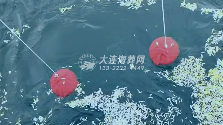 大连海葬星海湾海域单户包船海葬